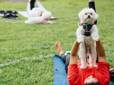 Get ready to practice your best downward dog- because Doga is now a thing- yes you read that right - Doga is Yoga with D...