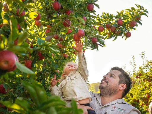 Enjoy the Adelaide Hills this winter in a rare opportunity to pick apples during early winter. Due to the dry season, th... Enjoy the Adelaide Hills this winter in a rare opportunity to pick apples during early winter. Due to the dry season, th...