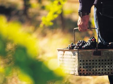 Sustainability. We know it's crucial - but how much do we know about its relevance to the wine industry? Join leading So...