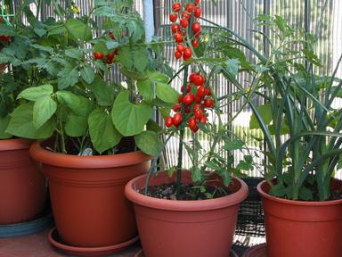 Kick start your edible garden with guidance and practical tips.This 2½ hour workshop is perfect for balcony- courtyard a...