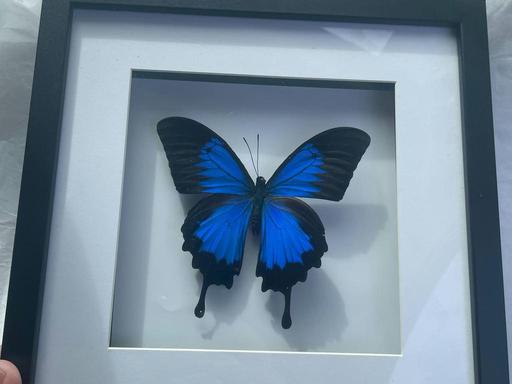 Come and join in the fun of creating vintage inspired faux butterfly taxidermy butterfly specimens. Illustrate with wate...