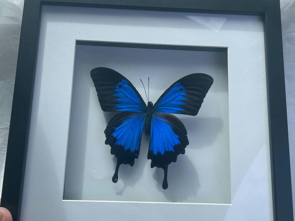 Enchanted Butterfly Shadow Boxes 2025 | What's on in Waikerie