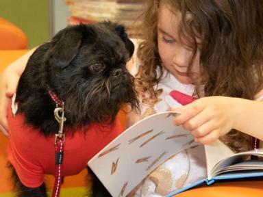 Erik the Book Buddy is a black, rough-coat Griffon Bruxellois. He will be joining families in The St