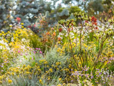 The Everlasting Kings Park Festival is coming back to celebrate the extraordinary diversity and beauty of Western Austra...