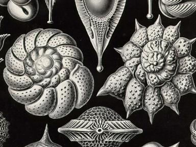 Art Forms in Nature is an exhibition exploring the enchanting illustrations of German biologist Ernst Haeckel, published...