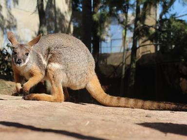 Explore Teeth & Tails At Wild Life Sydney Zoo! 2022
