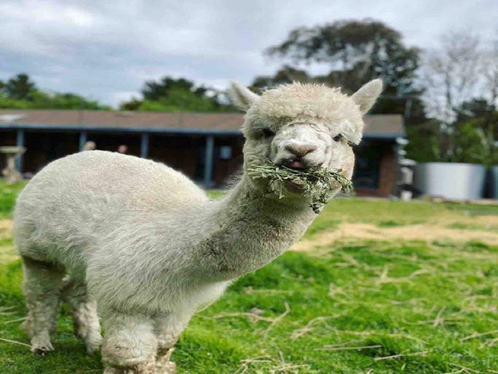 Feed Alpacas, Sheep, Chooks and more! 2020 | Melbourne