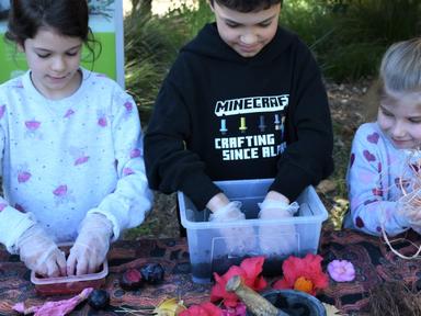 Join a First Nations educator to explore the native Australian Cadi Garden and discover traditional dyeing materials and...