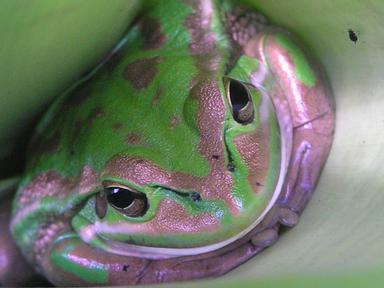 Frogs are in trouble in Australia- we've already lost 4 of our 240 known native frog species and there are many more per...