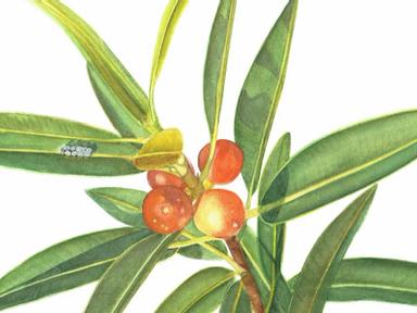 The 14th annual Friends of the Australian National Botanic Gardens' Botanic Art Group is proud to present an exhibition ...