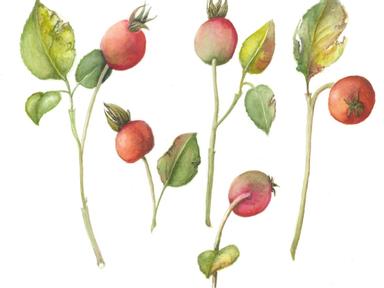 An exhibition of botanical and wildlife treasures by four local artists