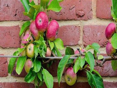 Fruit Trees for Melbourne Backyards