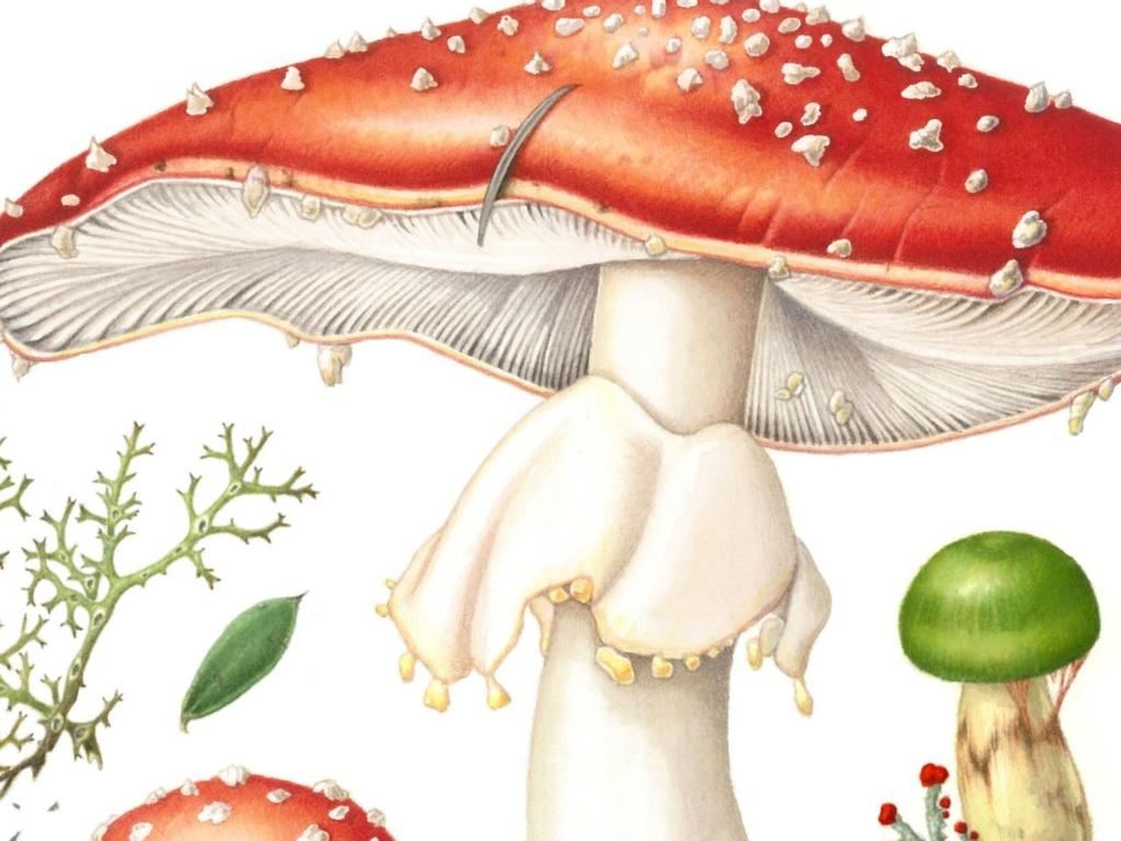 Fungi in botanical art workshop with Anna Voytsekhovich 2022 | What's on in Sydney