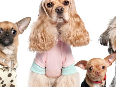 Sydney dog lovers are cordially invited to Green Square for a spectacular dog's day out on Saturday 20 February. As part...