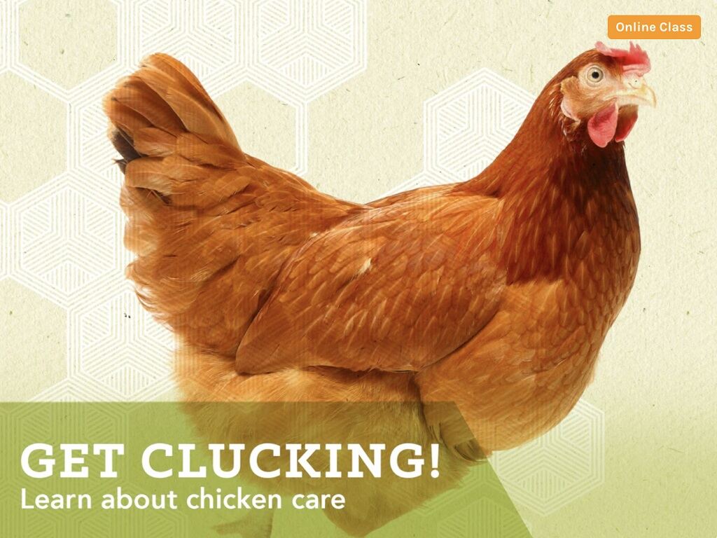 Get Clucking! Introduction to caring for your feathered friends. 2020 | Melbourne