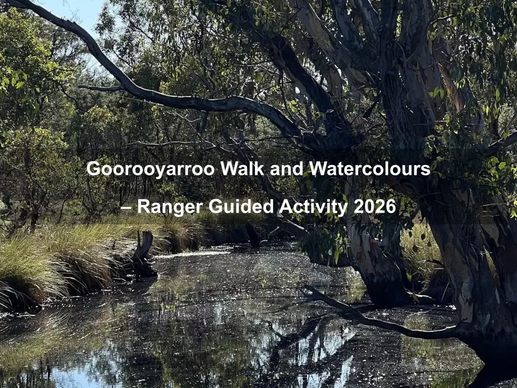 Goorooyarroo Walk and Watercolours - Ranger Guided Activity 2026 | What's on in Throsby