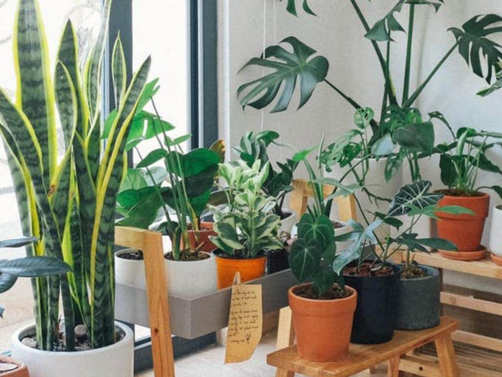 Green Thumbs: Indoor plant swap 2022 | Bondi Junction