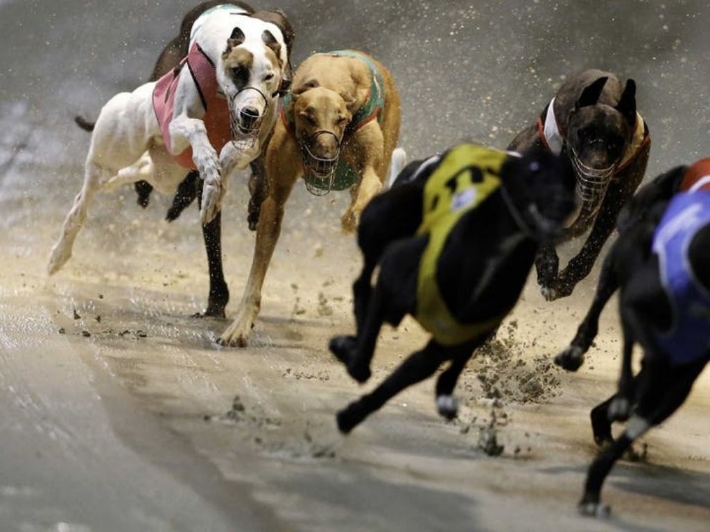 Greyhound Racing Night 2021 | What's on in Sydney