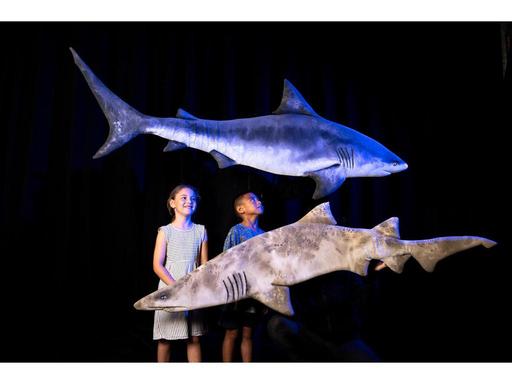 Guruwin - Sharks Of Sydney Harbour! 2024