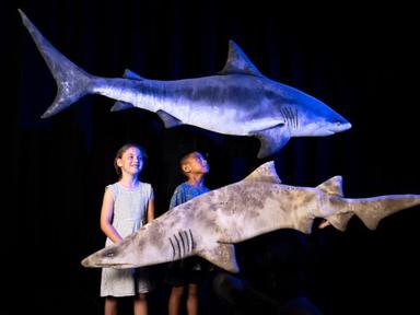 Plunge into the mysterious underwater world of the sharks of Sydney Harbour without getting wet!
