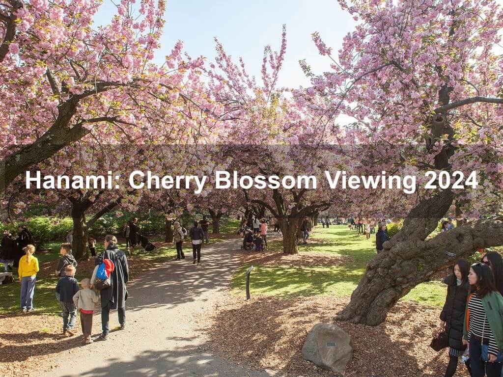 Hanami: Cherry Blossom Viewing 2024 | Brooklyn Ny