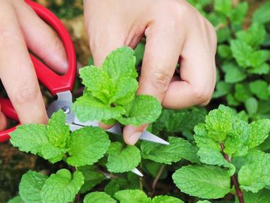 Spice up your cooking with homegrown herbs.Learn to grow tasty herbs at home from seeds- cuttings and division. It's eas...