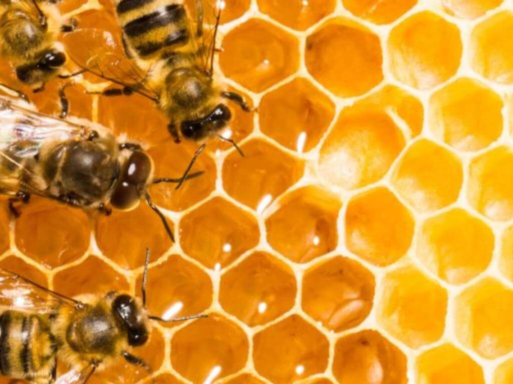 Honey workshop with The Urban Beehive 2022 | What's on in Ultimo