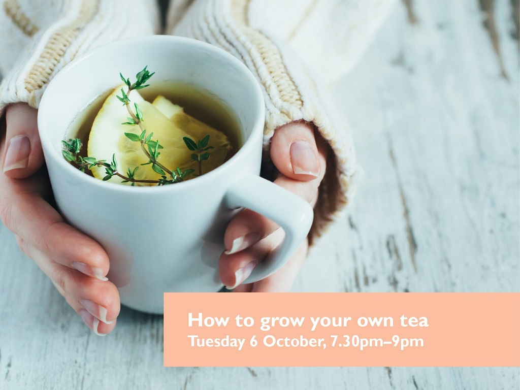 How to Grow Your Own Tea FREE Event 2020 | Melbourne