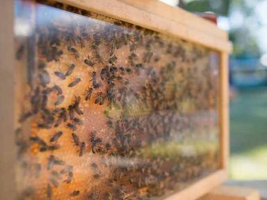 Bookings essential. Learn all you need to know at start keeping honey bees in the back yard. In this educational, inspir...
