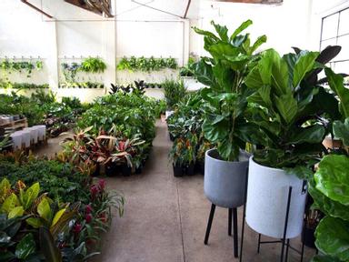 Huge Indoor Plant & Pot Warehouse Sale