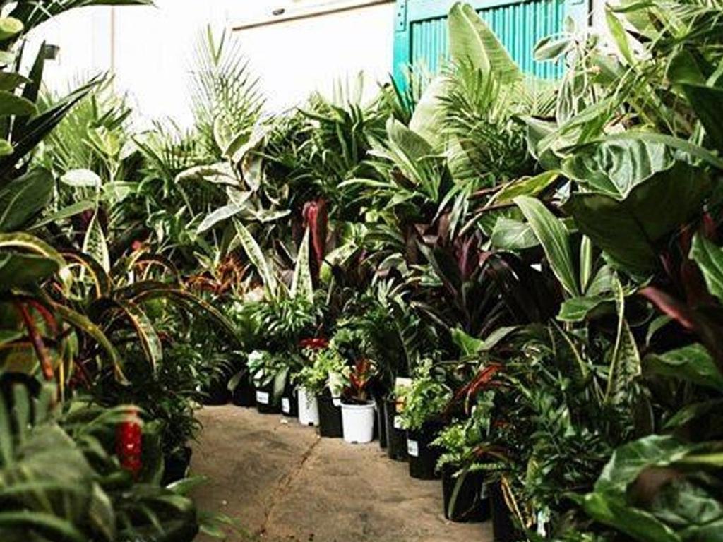Huge Indoor Plant Sale 2021 | Alexandria