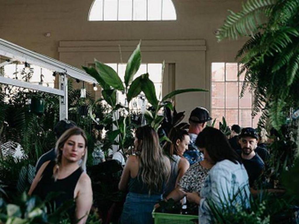 Huge Indoor Plant Warehouse Sale - Summertime Madness 2021 | Kingston