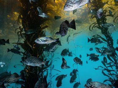 Underwater forests of seaweed known as kelp, cover over 1/3 of our world's coastlines, and live right next door to 750 m...