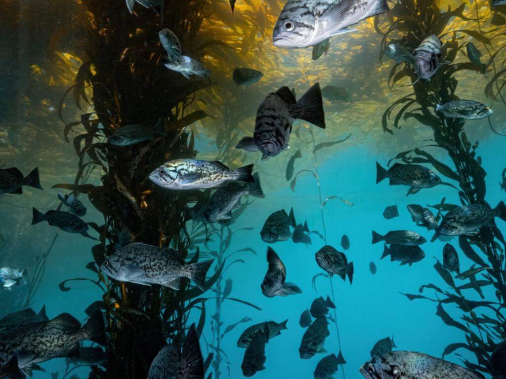 Inaugural Kelp Forest Photo Awards 2024 | What's on in Waverton