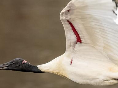 Join the First Nations team to investigate one of our most interesting feathered friends: the ibis! Discover its real ha...
