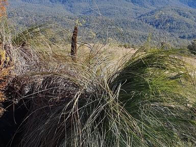 Come and join the Rangers and rediscover the Xanthorrhoea Loop. This trail has recently been upgraded and passes through...