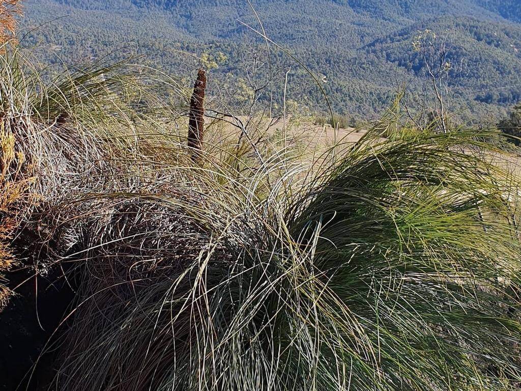 Indigenous History Of Tidbinbilla - Rediscover The Xanthorrhoea Loop 2021 | What's on in Paddys River