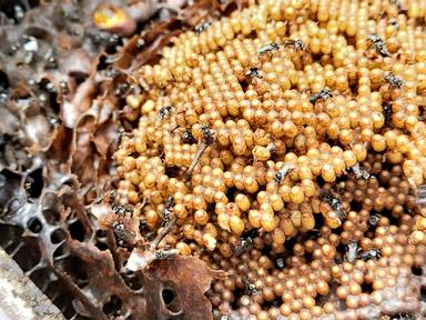 Have you ever wanted to keep native bees?This introductory workshop to keeping stingless native bees- in your backyard o...