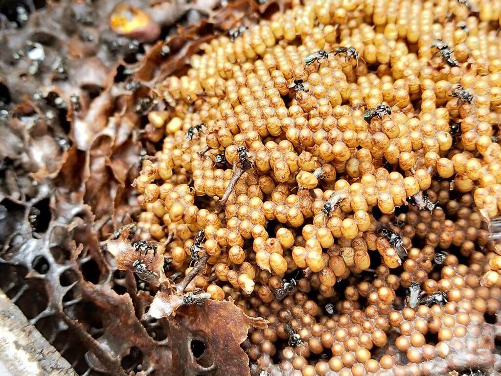 Introduction to keeping stingless native bees 2021 | What's on in Bondi