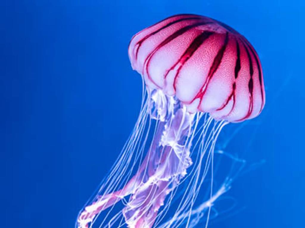 Jellyfish by Ben Weatherill 2023 | Newtown