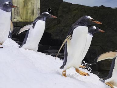 This summer will be hot, but we know a way you and your family can stay cool - with the help of our colony of penguins!J...