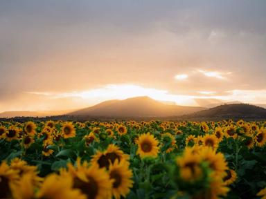An opportunity for tourists to visit a sunflower farm based at Kalbar in the picturesque Scenic Rim Region, walk among the 400,000 sunflowers