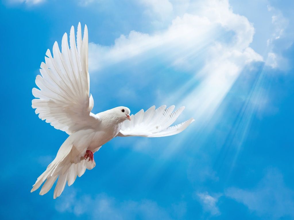 Karl Jenkins' The Armed Man - a Mass for Peace 2022 | What's on in Adelaide