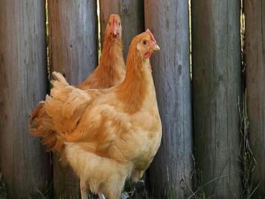 Keeping Chickens in Your Backyard