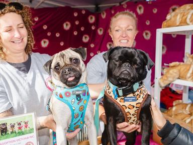 Come along to Pets in the Park - a fun and free day out for pet owners and animal lovers! Come along to Pets in the Park - a fun and free day out for pet owners and animal lovers!