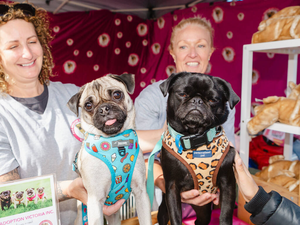 Knox Pets in the Park 2026 | What's on in Knoxfield