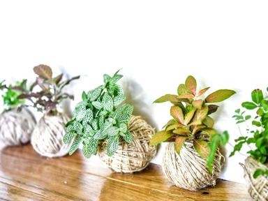 As part of their workshop series for beginners- their Kokedama and Macrame for beginners is a fantastic way to pick up a...