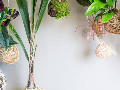 This modern art form uniquely presents plants and flowers encased a gorgeous moss ball. Using natural sphagnum moss- nat...