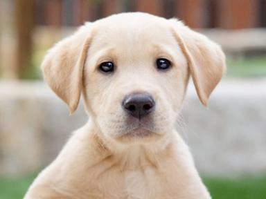 Paws at the ready - Guide Dogs NSW/ACT is opening their second Guide Dog pup-up cafe to celebrate International Guide Do...
