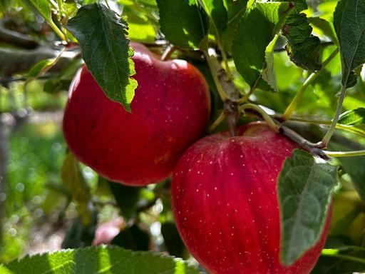 Pick Your Own apples 'uniquely' in the Adelaide Hills.Enjoy a day out immersed in agriculture. Through learning about ho...